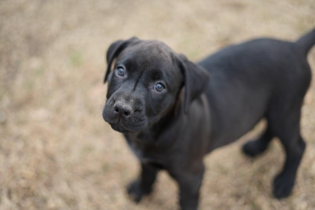 Lucy, ADOPTABLE, Puppy Female Weimaraner & Black Labrador Retriever.