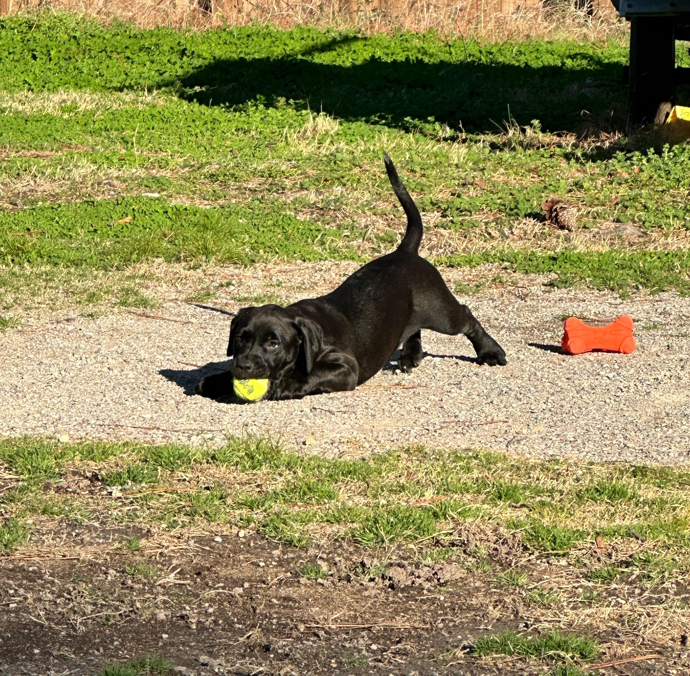 Enlarge Lucy, a ADOPTABLE mixed breed in Hagerstown, MD image 4/6