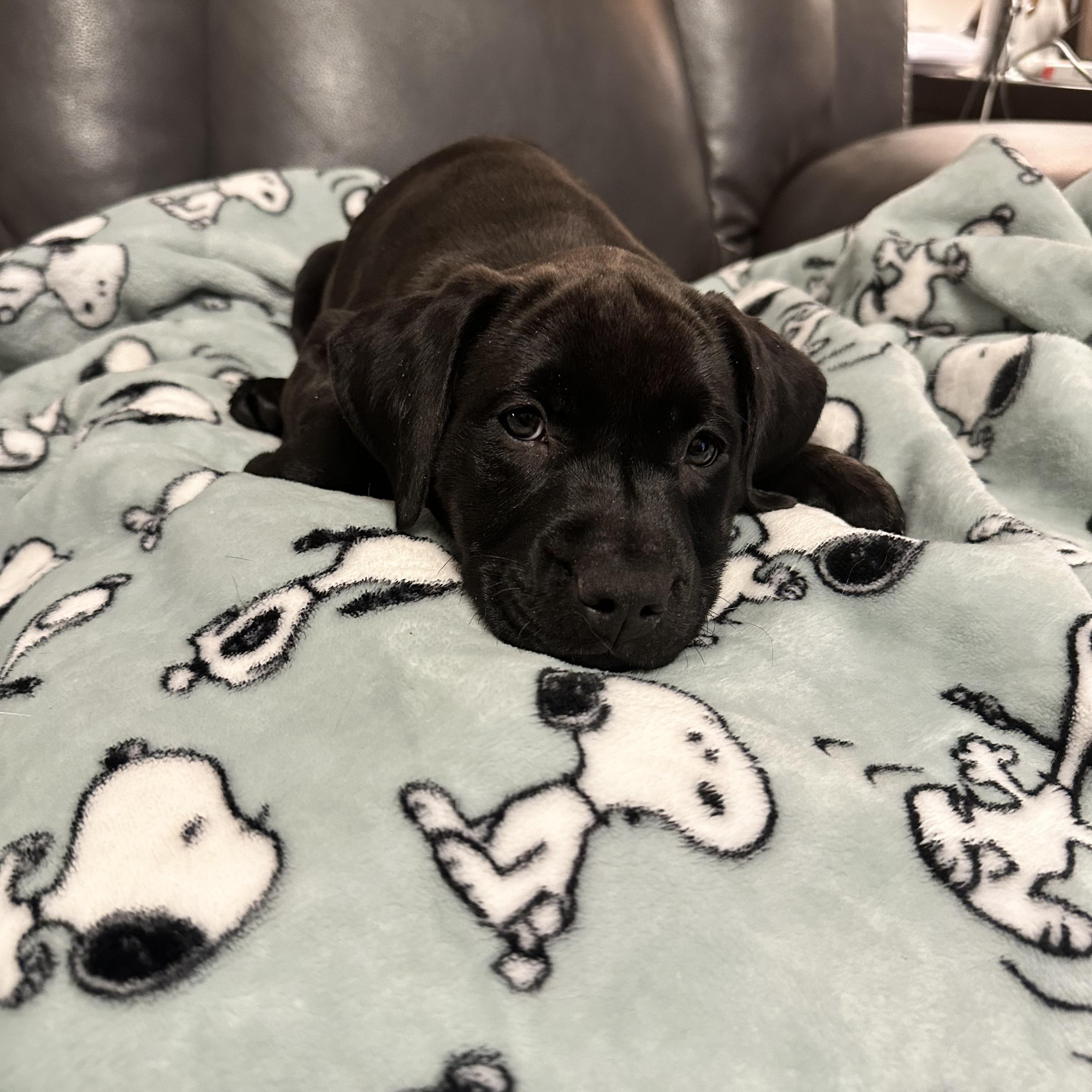 Enlarge Lucy, a ADOPTABLE mixed breed in Hagerstown, MD image 2/6