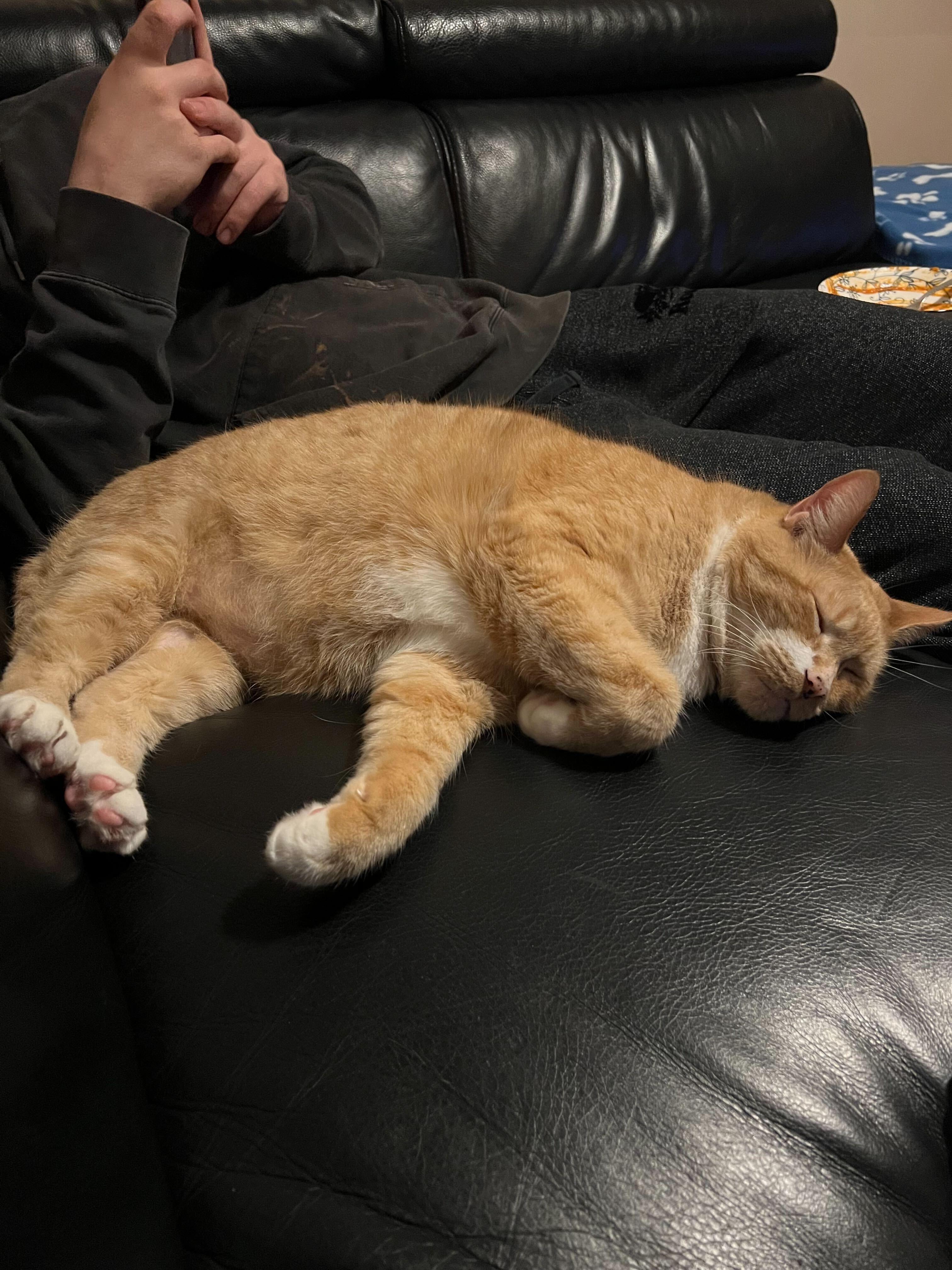 Prince, Adoptable, Adult Male Domestic Short Hair.