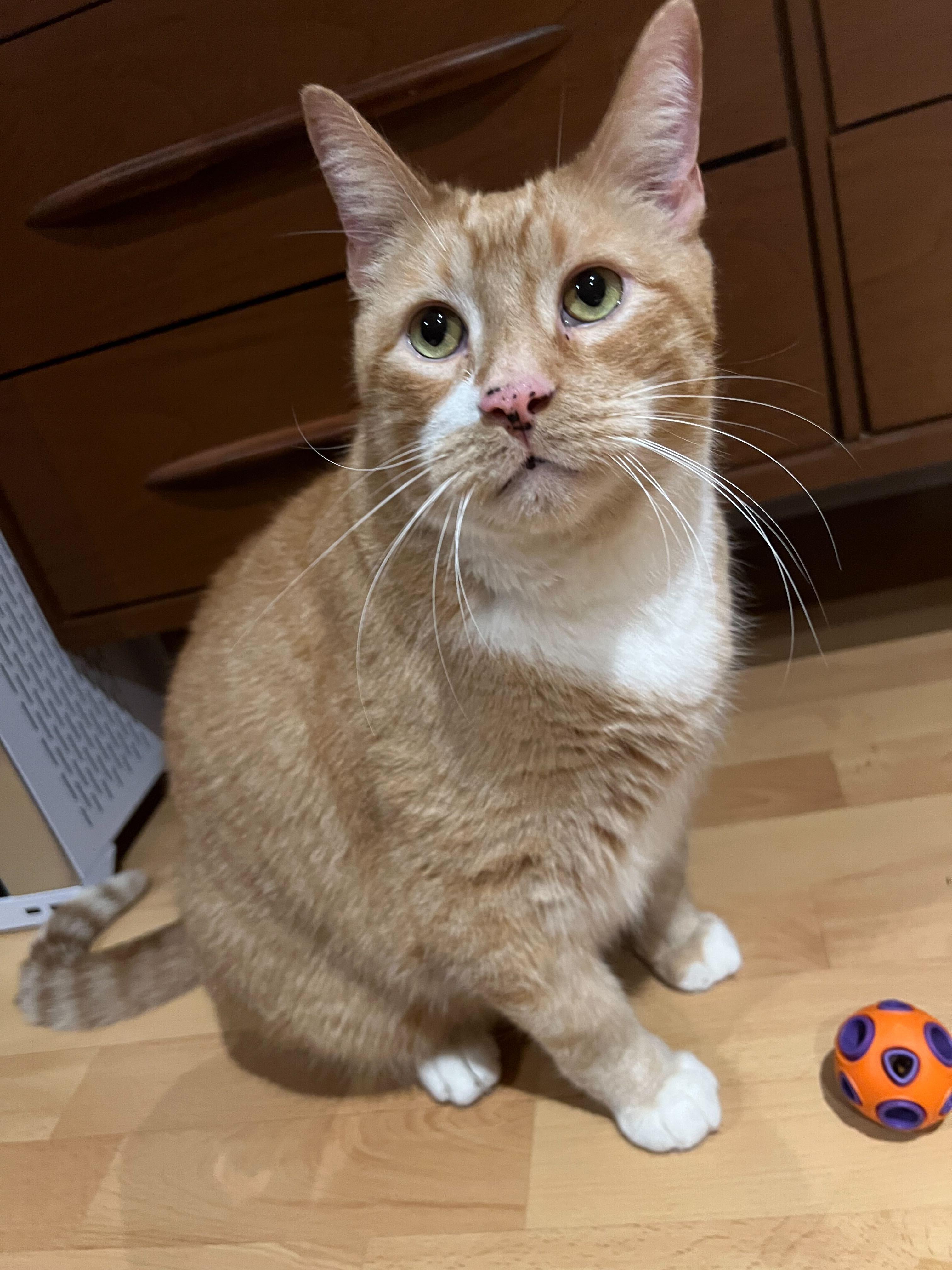 Prince, a Adoptable mixed breed in Toronto, ON image 3/3