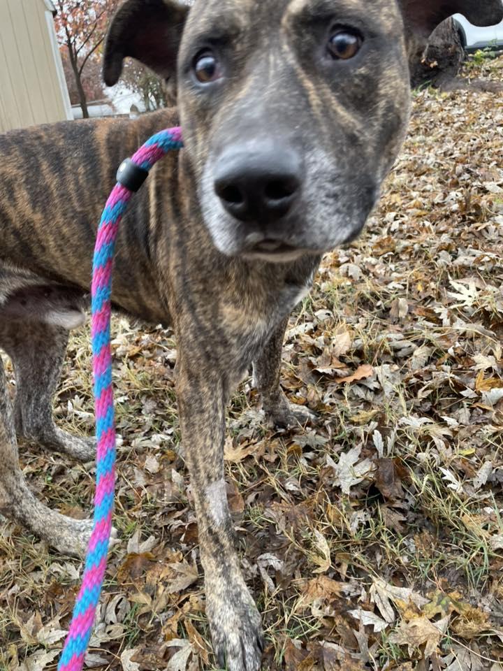 Alan, a Adoptable Pit Bull Terrier in Stillwater, OK image 2/3