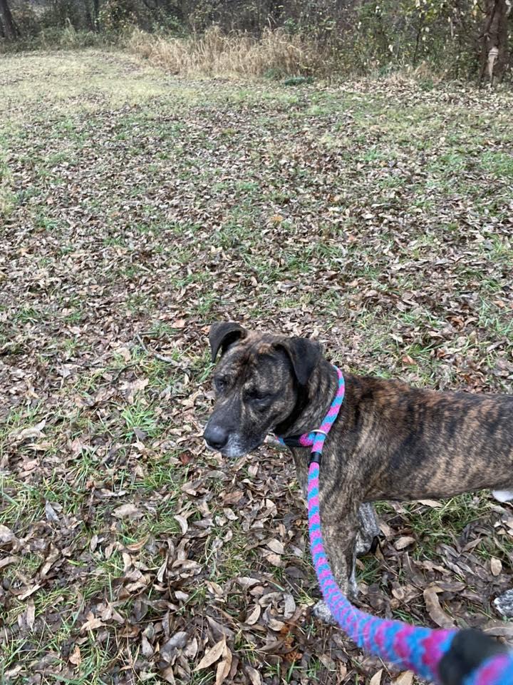 Alan, a Adoptable Pit Bull Terrier in Stillwater, OK image 3/3