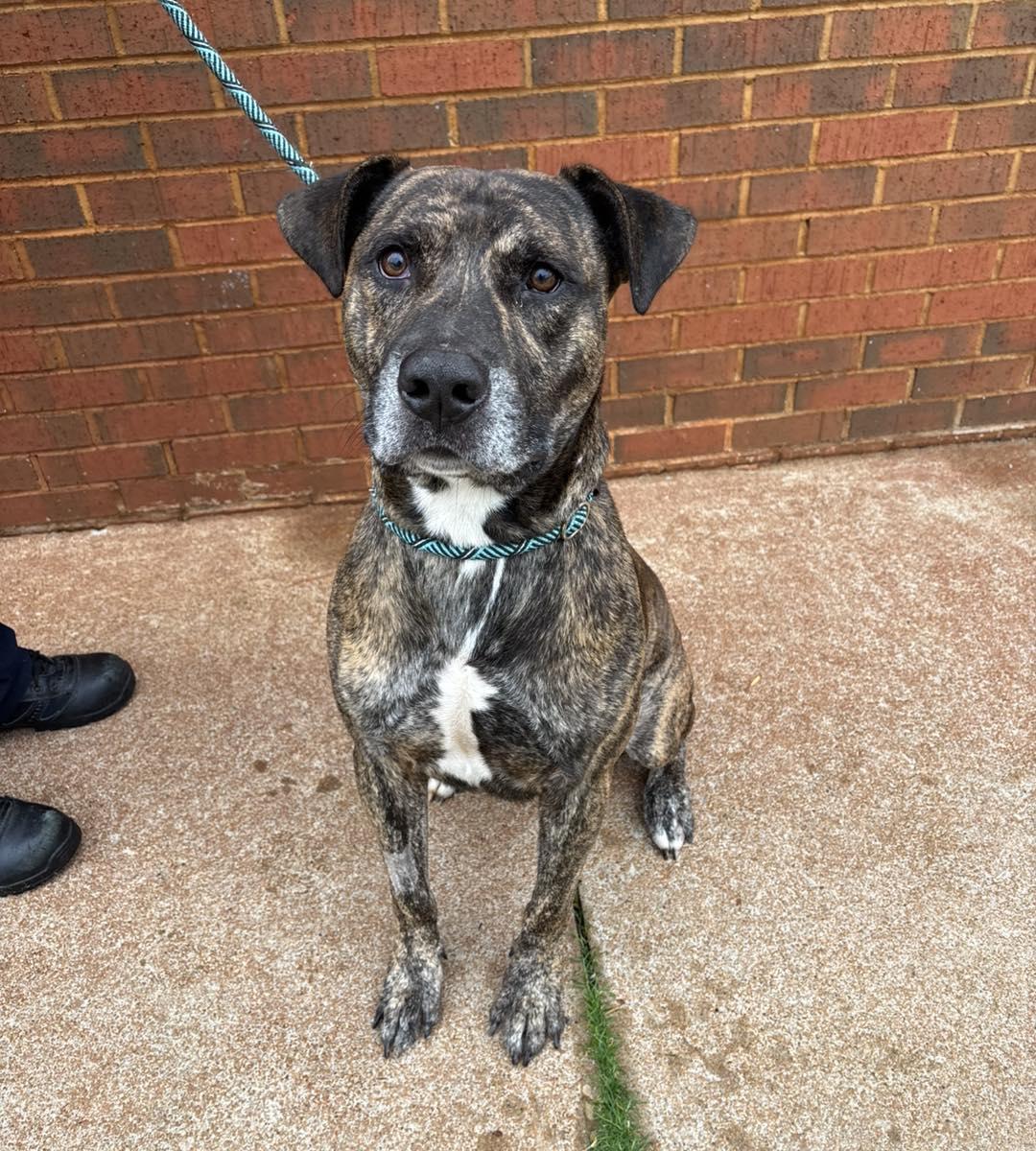 Alan, Adoptable, Adult Male Pit Bull Terrier.