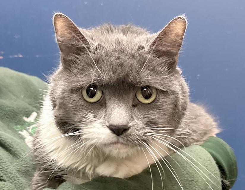 Tilly, ADOPTABLE, Adult Female Domestic Short Hair.