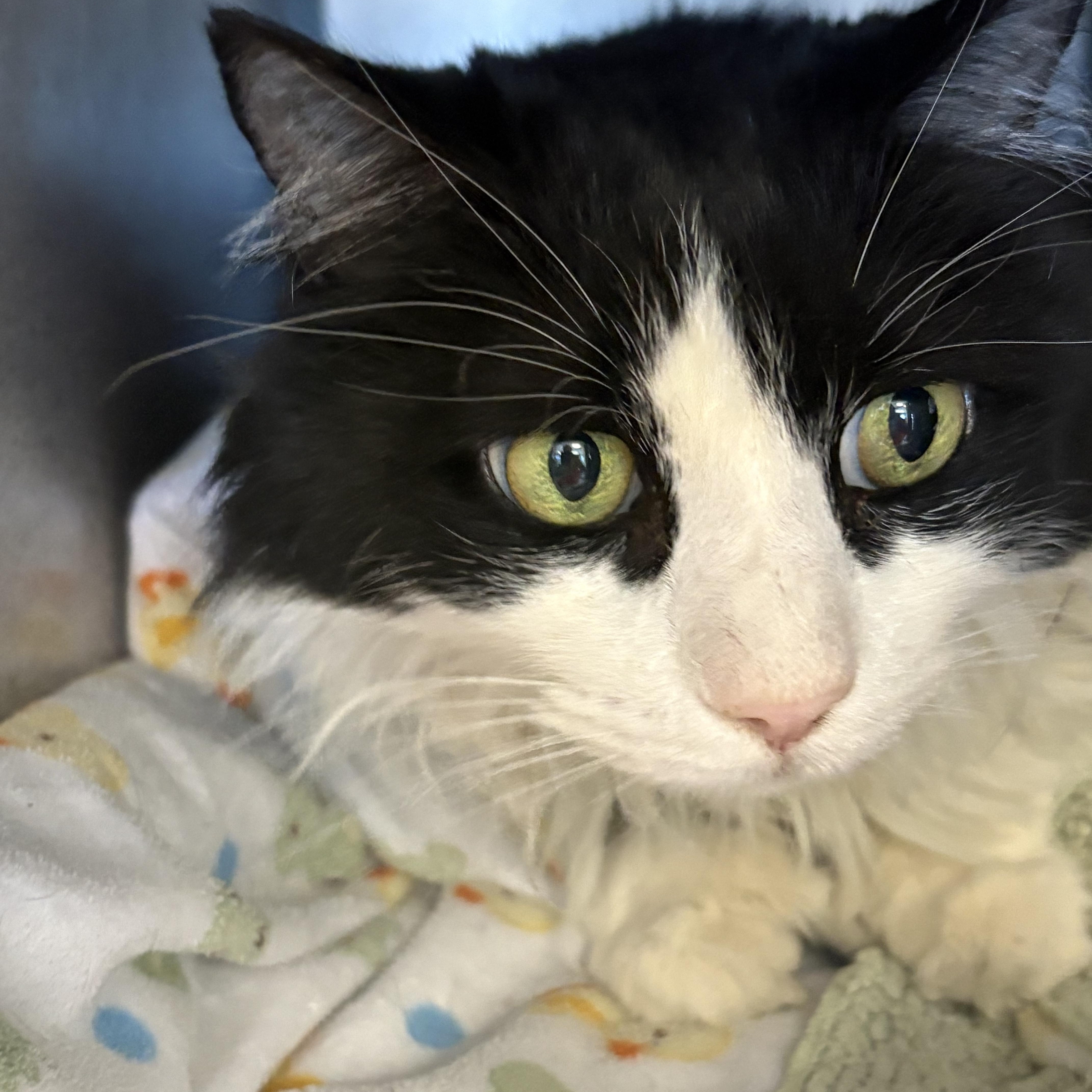 Taco, adopted, Adult Male Domestic Long Hair.