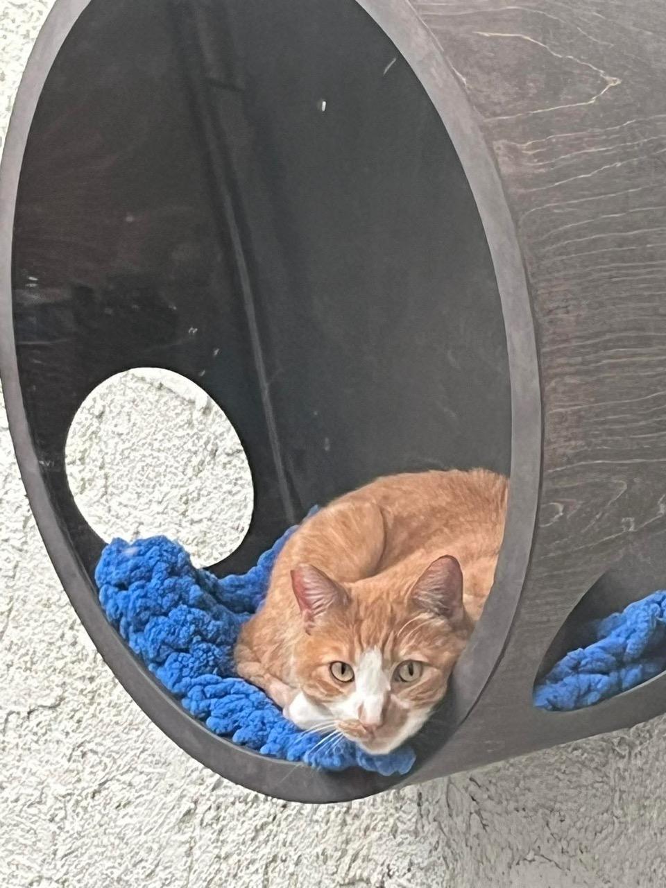 Nutter Butter, a ADOPTABLE Domestic Short Hair in Las Vegas, NV image 3/5