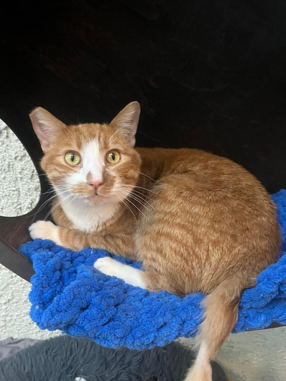 Nutter Butter, a ADOPTABLE Domestic Short Hair in Las Vegas, NV image 4/5