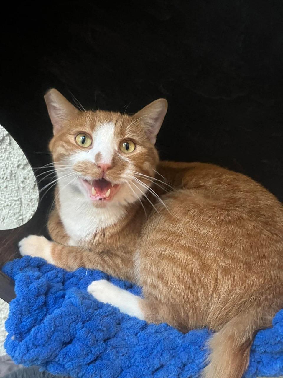 Nutter Butter, a ADOPTABLE Domestic Short Hair in Las Vegas, NV image 1/5