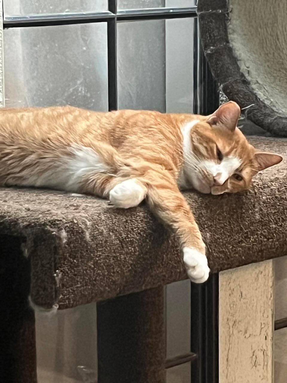 Nutter Butter, a ADOPTABLE Domestic Short Hair in Las Vegas, NV image 2/5