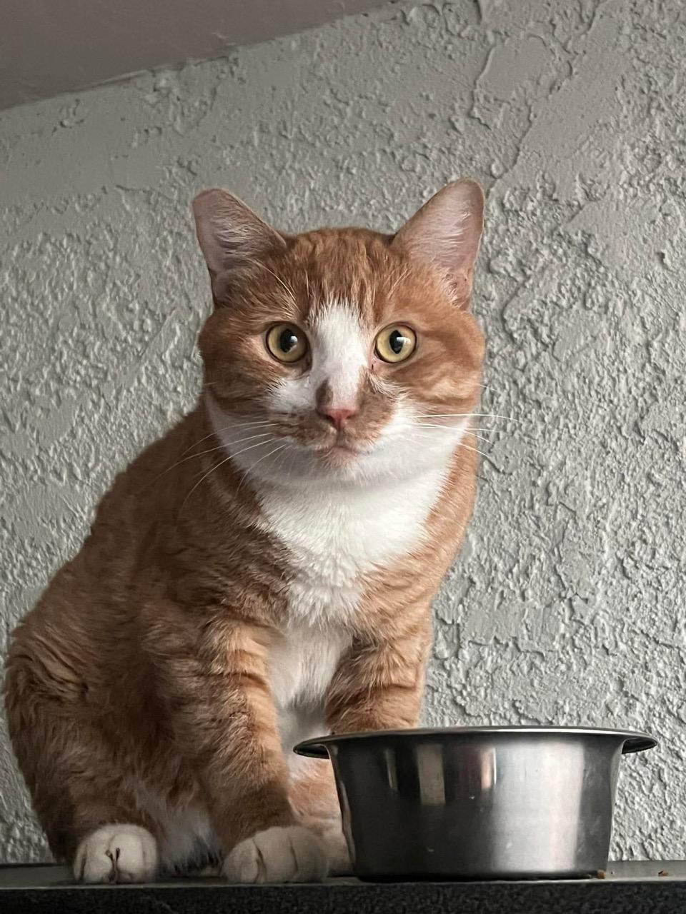 Nutter Butter, a ADOPTABLE Domestic Short Hair in Las Vegas, NV image 5/5