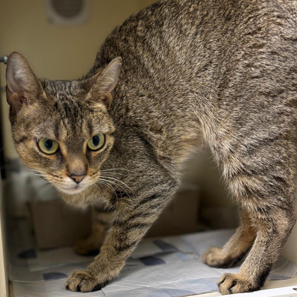 Enlarge Ophelia, a Adoptable Domestic Short Hair in Naperville, IL image 1/3
