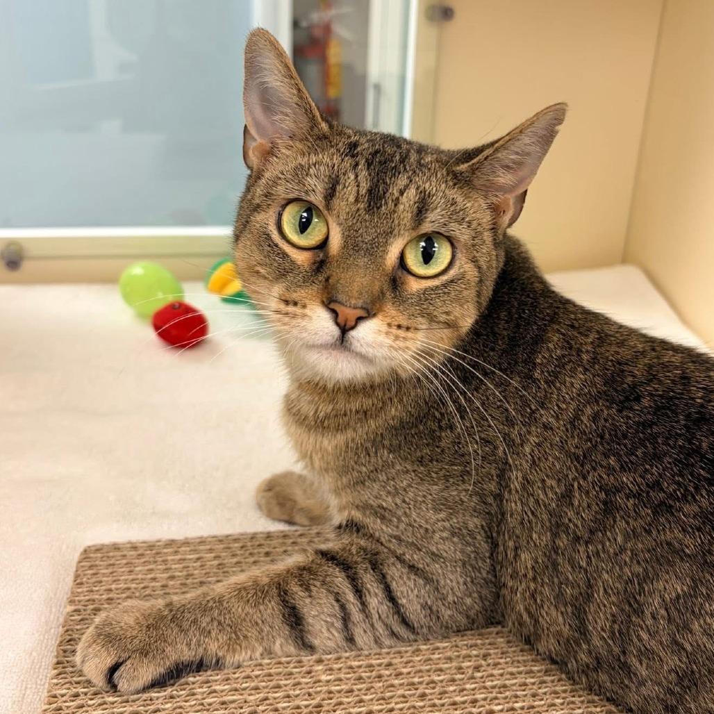 Ophelia - In Foster Care, Adoptable, Young Female Domestic Short Hair.