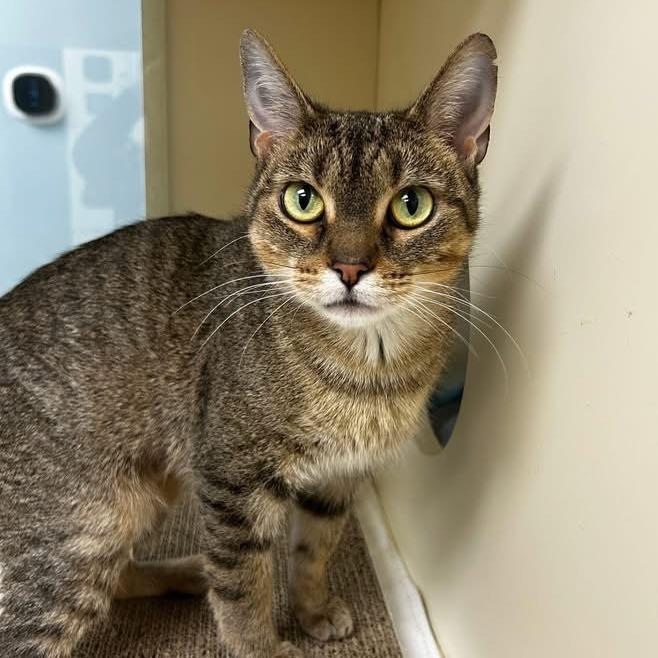 Ophelia - In Foster Care, a Adoptable Domestic Short Hair in Naperville, IL image 2/4