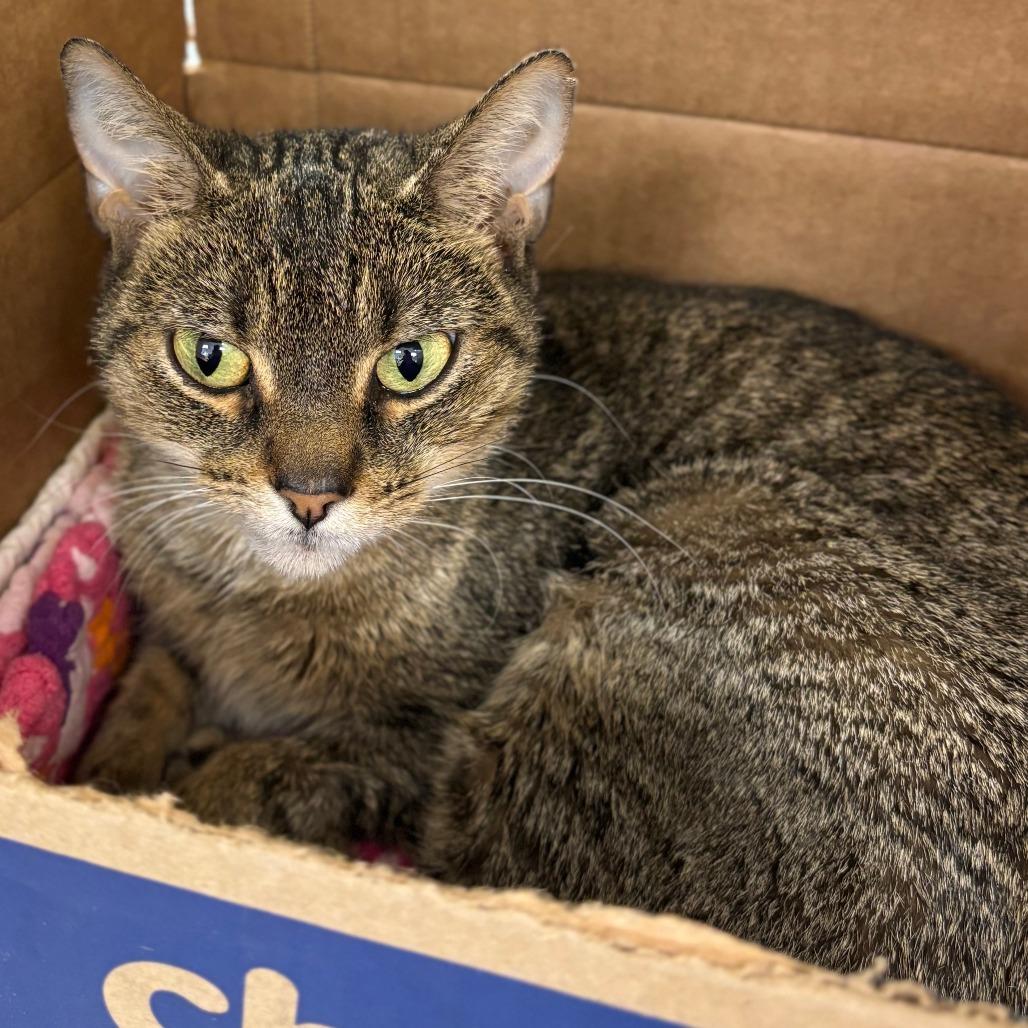 Enlarge Ophelia, a Adoptable Domestic Short Hair in Naperville, IL image 2/3