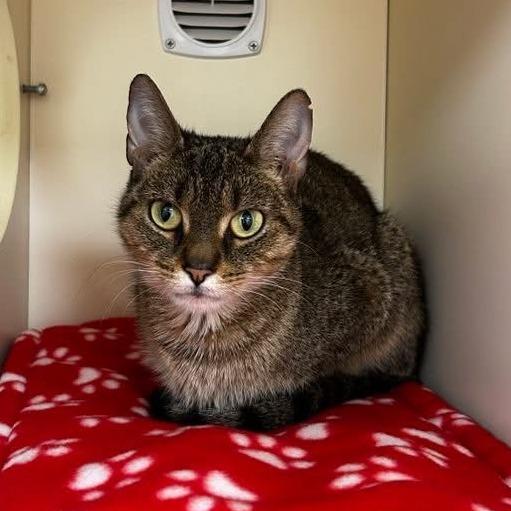 Ophelia - In Foster Care, a Adoptable Domestic Short Hair in Naperville, IL image 4/4