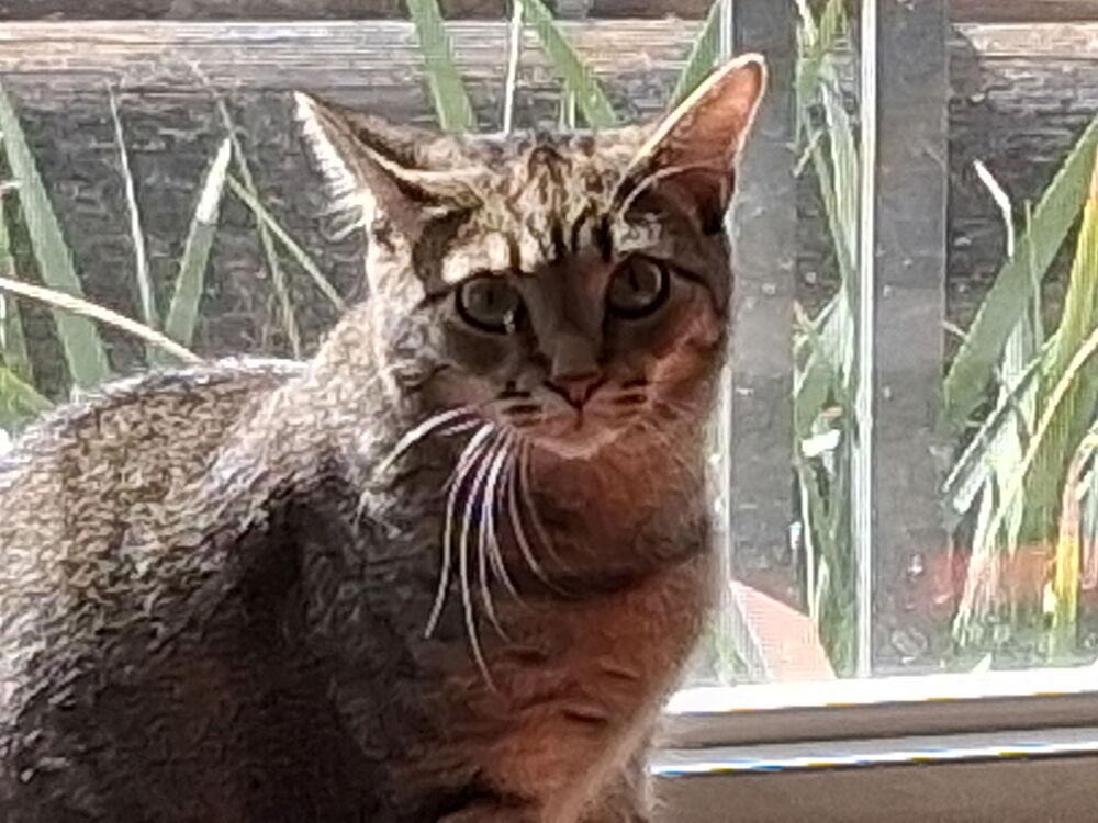 Enlarge Koby, a Adoptable Domestic Short Hair in Orlando, FL image 1/6