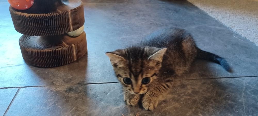 Enlarge Koby, a Adoptable Domestic Short Hair in Orlando, FL image 2/6