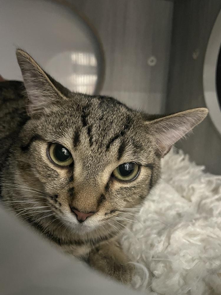 Enlarge Koby, a Adoptable Domestic Short Hair in Orlando, FL image 3/6