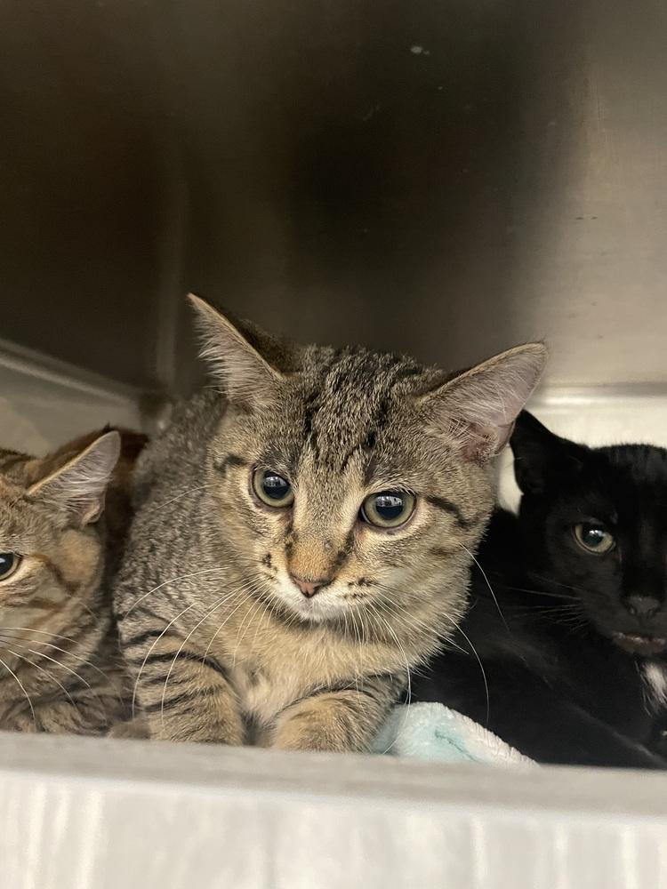 Enlarge Koby, a Adoptable Domestic Short Hair in Orlando, FL image 4/6