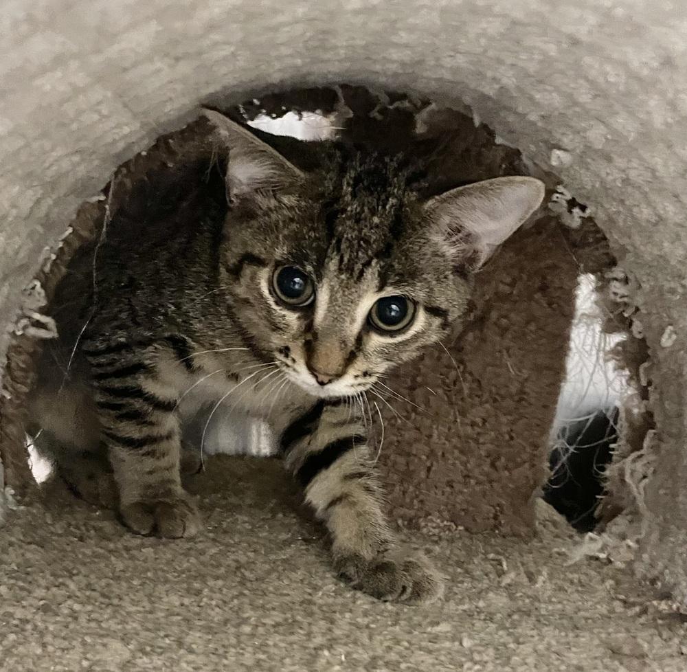 Enlarge Koby, a Adoptable Domestic Short Hair in Orlando, FL image 5/6