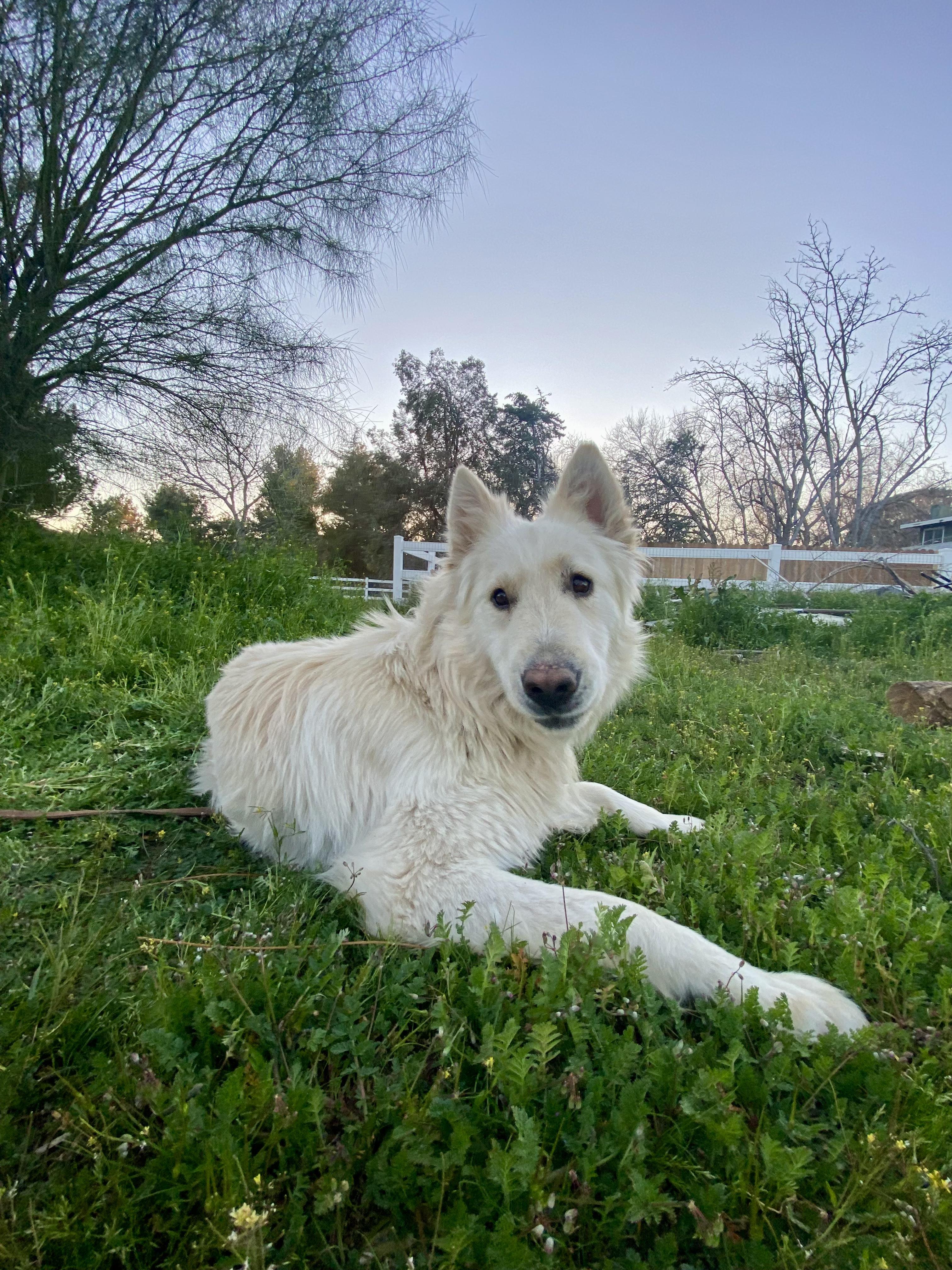 Enlarge Chapo, an adopted Shepherd in Acton, CA image 3/4