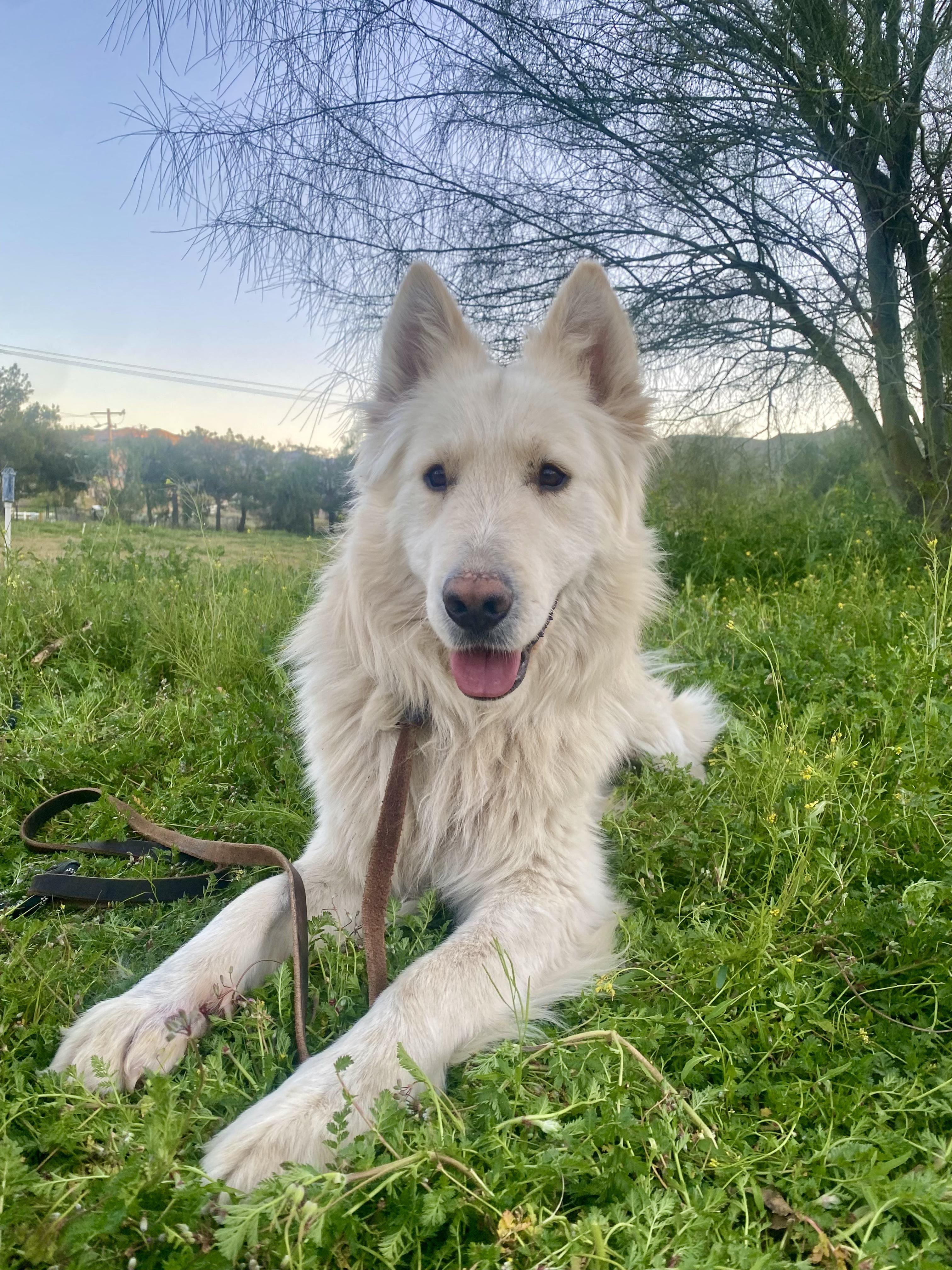 Chapo, adopted, Young Male Shepherd.