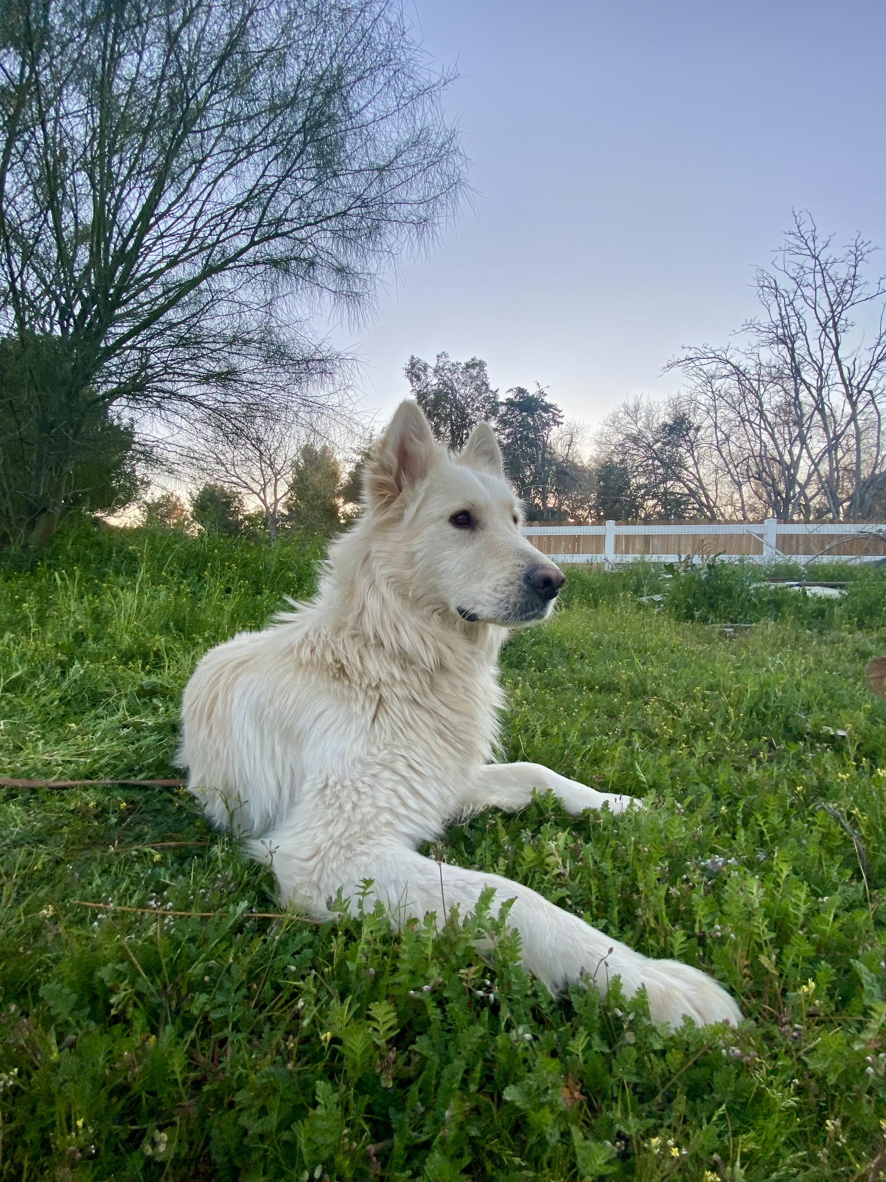 Enlarge Chapo, an adopted Shepherd in Acton, CA image 2/4