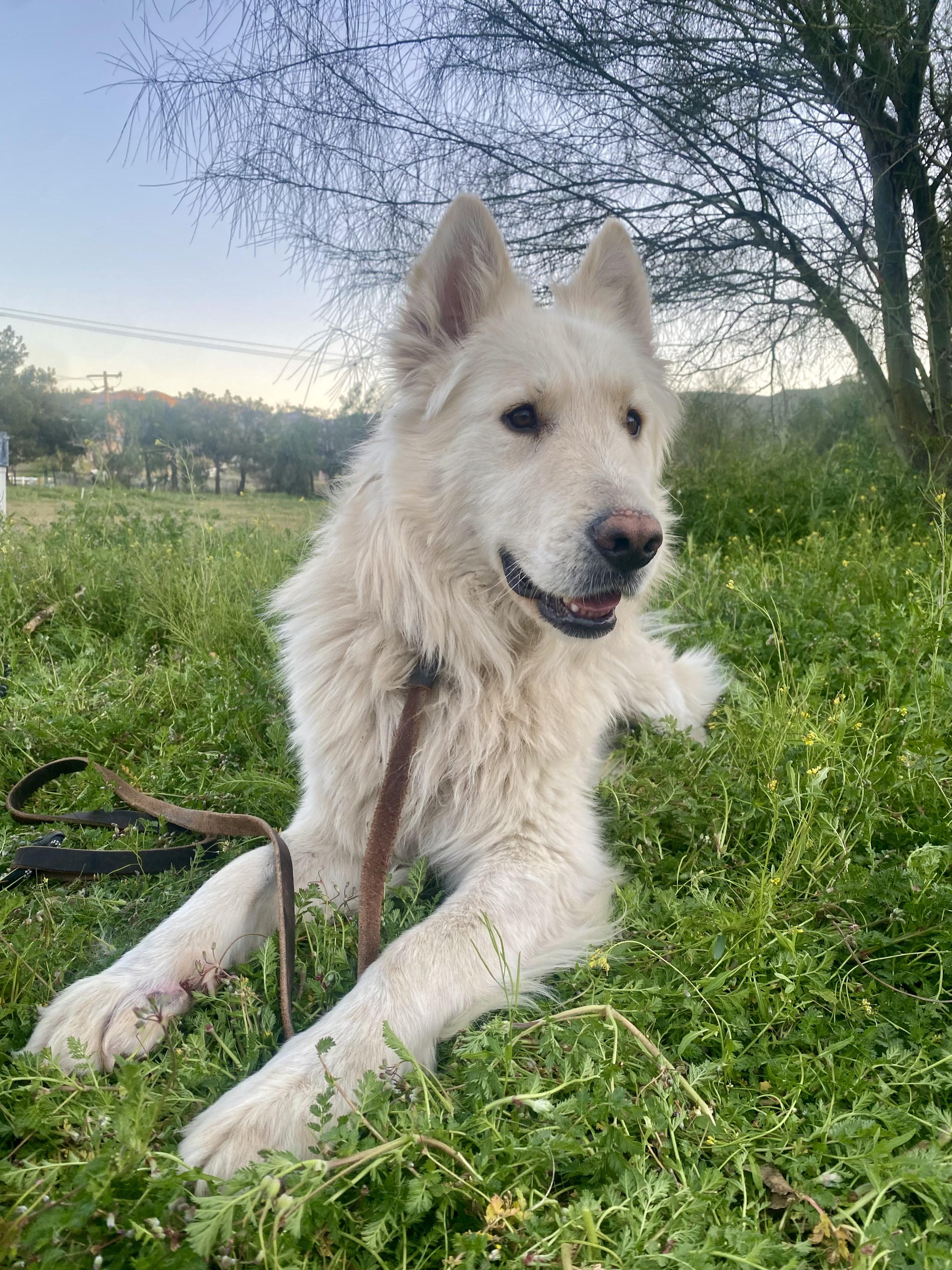 Enlarge Chapo, an adopted Shepherd in Acton, CA image 4/4