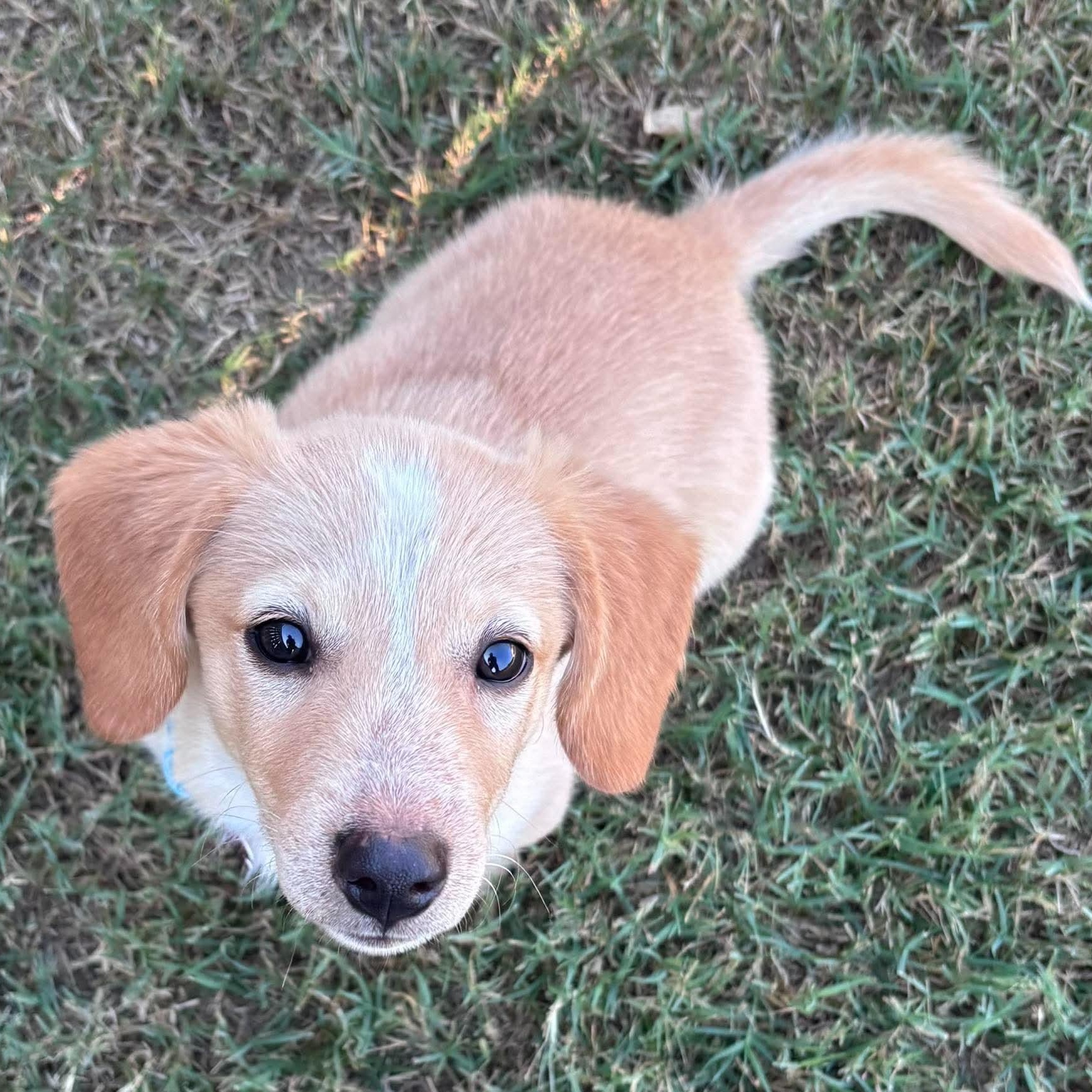 Brewski, Adoptable, Puppy Male Dachshund & Australian Cattle Dog / Blue Heeler.