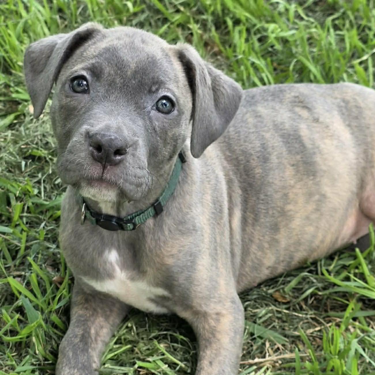 Lucia, an adopted mixed breed in Bryan, TX image 2/3
