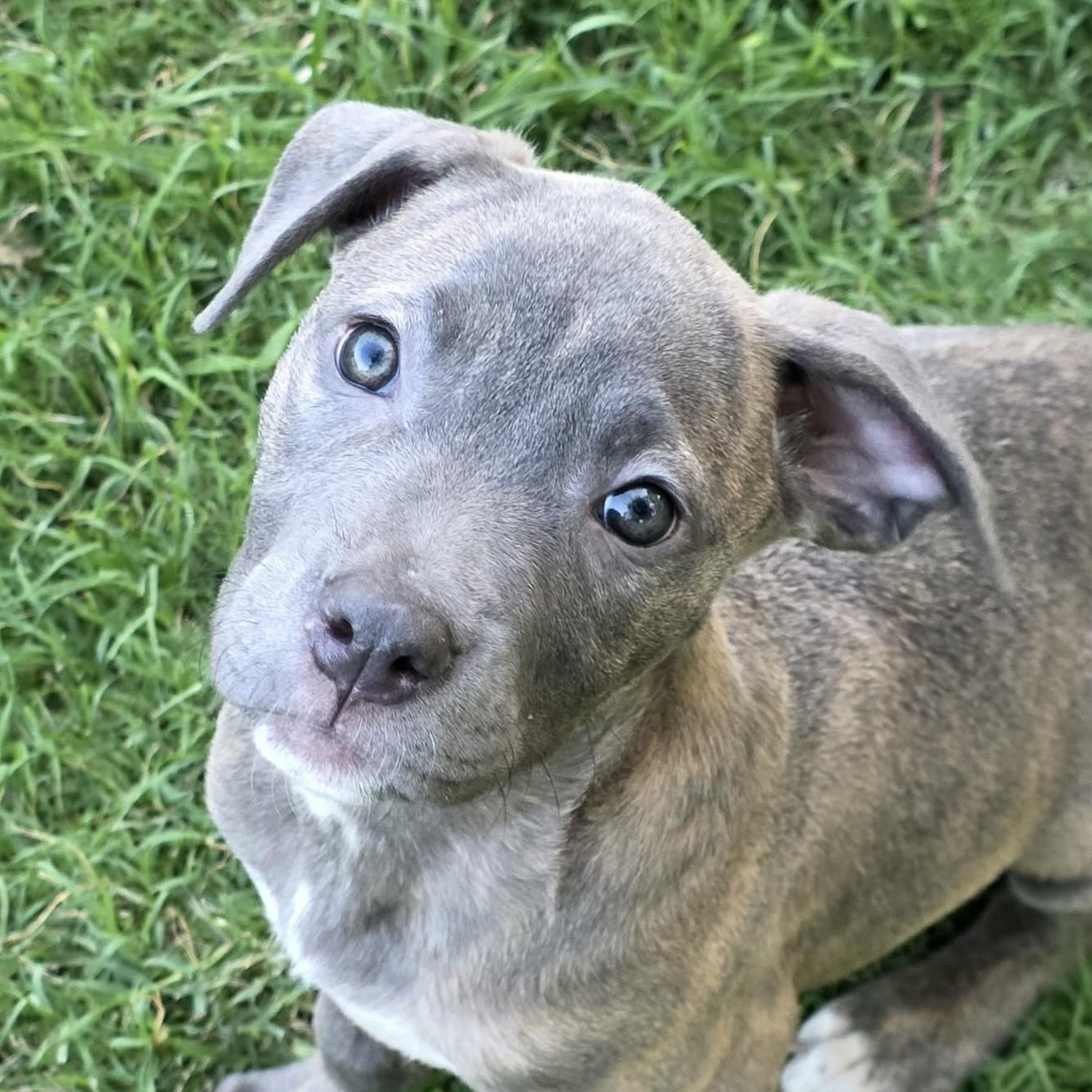 Lucia, adopted, Puppy Female Cane Corso & Pit Bull Terrier.