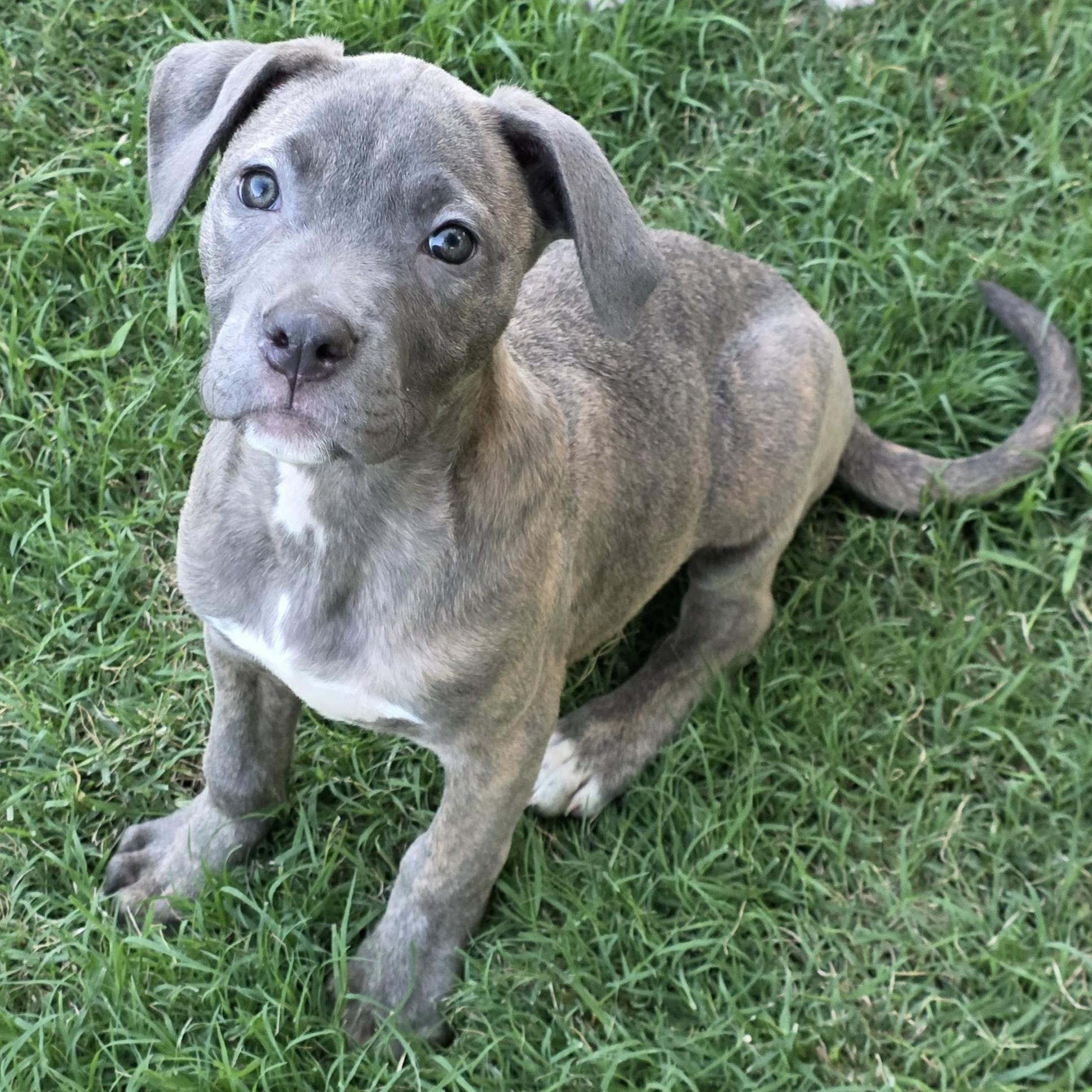 Lucia, an adopted mixed breed in Bryan, TX image 3/3