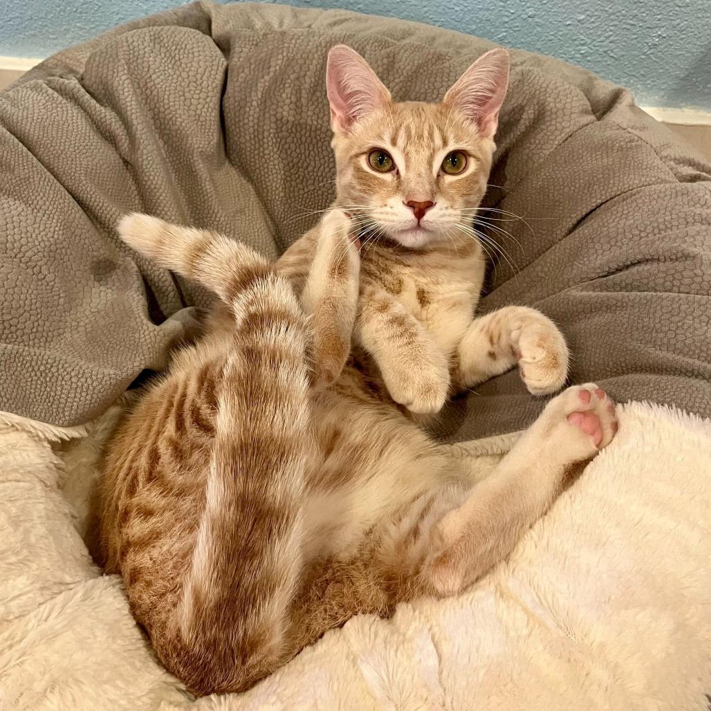 Enlarge Radish, a Adoptable Domestic Short Hair in Costa Mesa, CA image 1/5