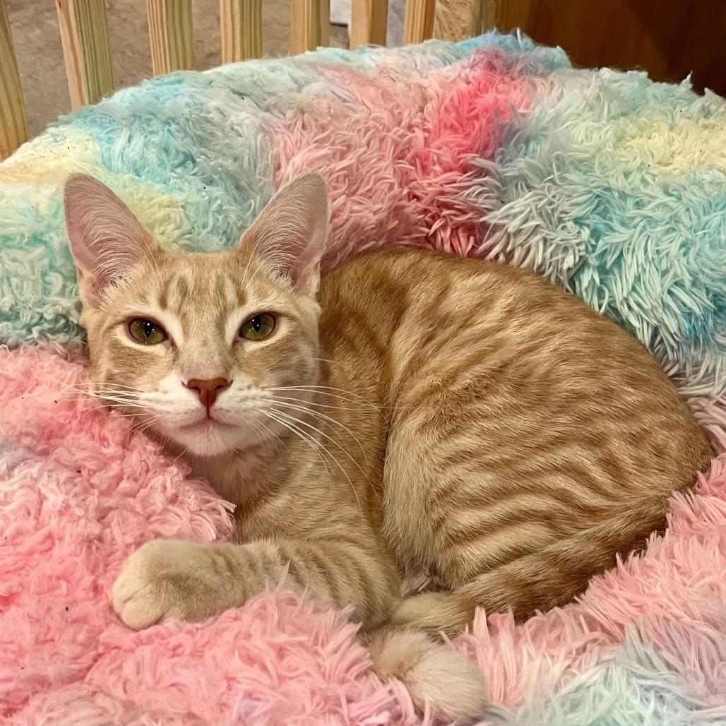 Enlarge Radish, a Adoptable Domestic Short Hair in Costa Mesa, CA image 2/5