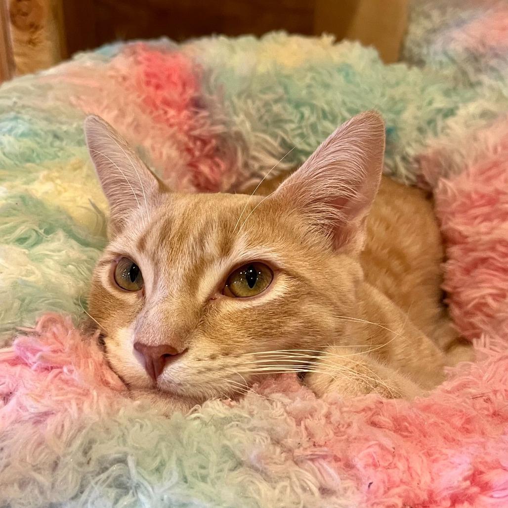 Enlarge Radish, a Adoptable Domestic Short Hair in Costa Mesa, CA image 4/5