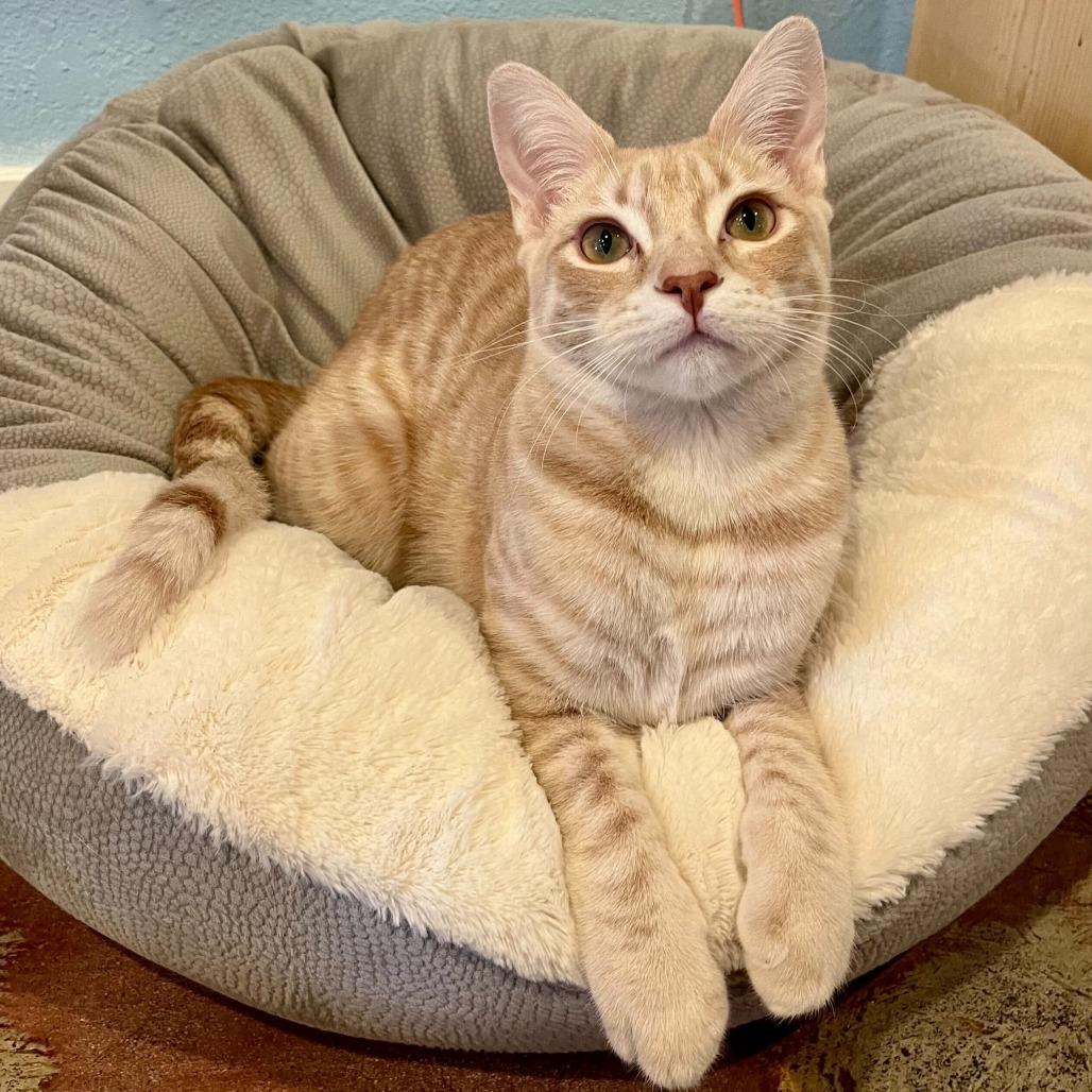 Enlarge Radish, a Adoptable Domestic Short Hair in Costa Mesa, CA image 5/5