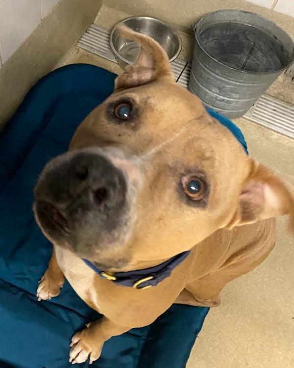 Enlarge Paxton, a Adoptable mixed breed in Austin, TX image 1/1