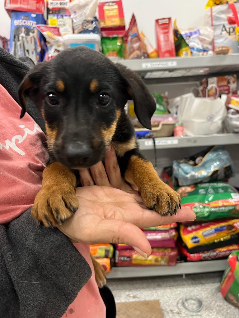 Mocha, Adopted, Puppy Female German Shepherd Dog & Hound.