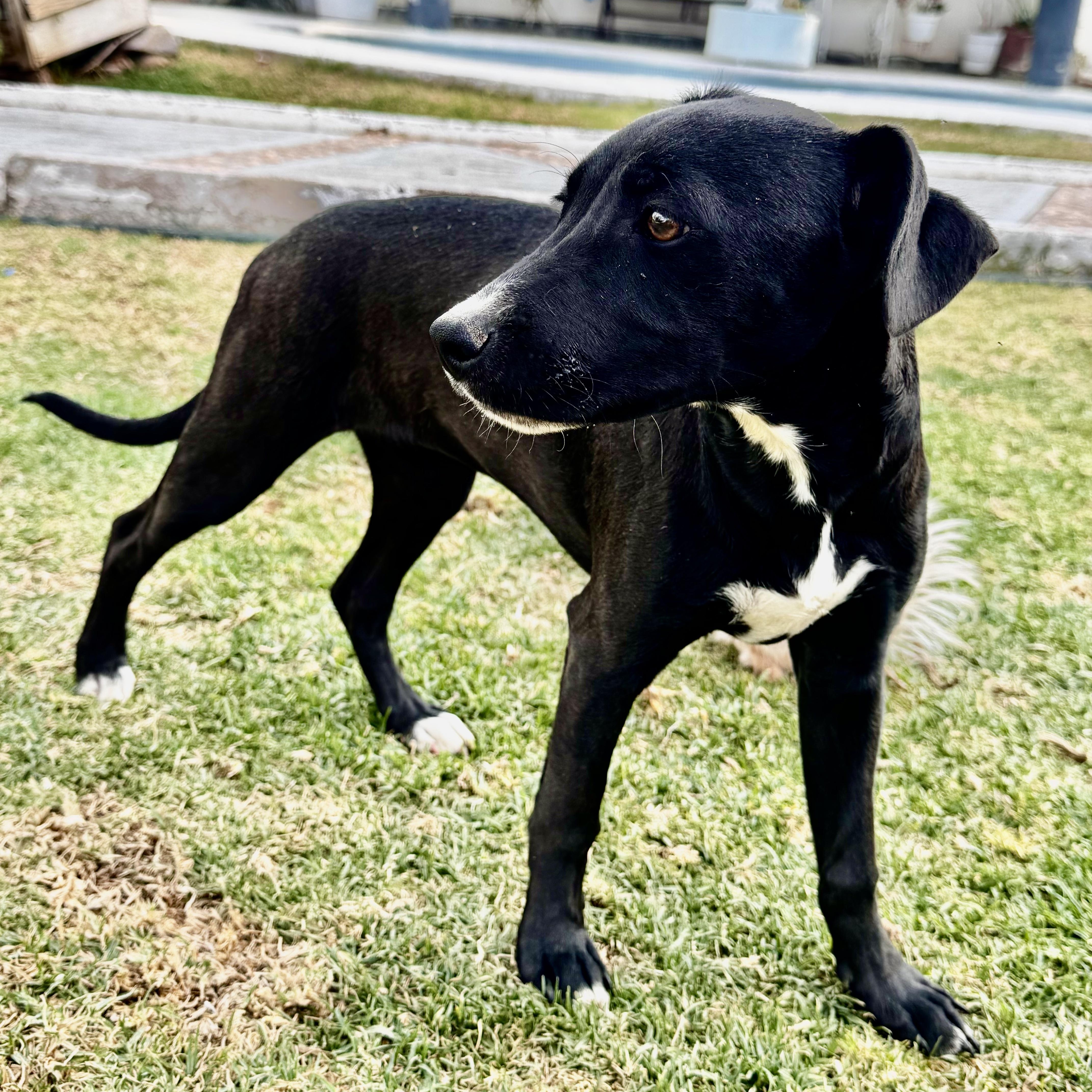 Zoe, a Adoptable mixed breed in Houston, TX image 2/6