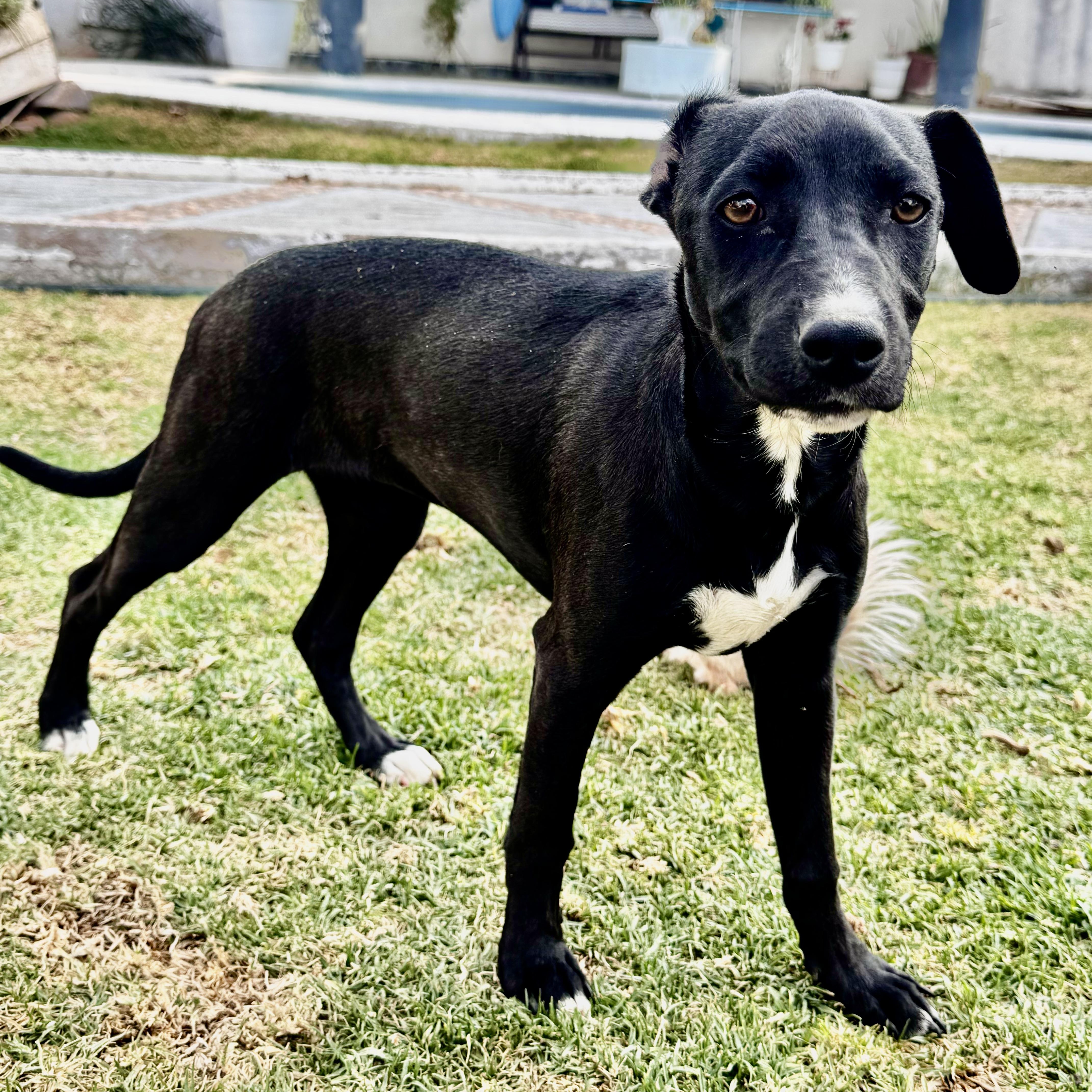 Zoe, a Adoptable mixed breed in Houston, TX image 1/6