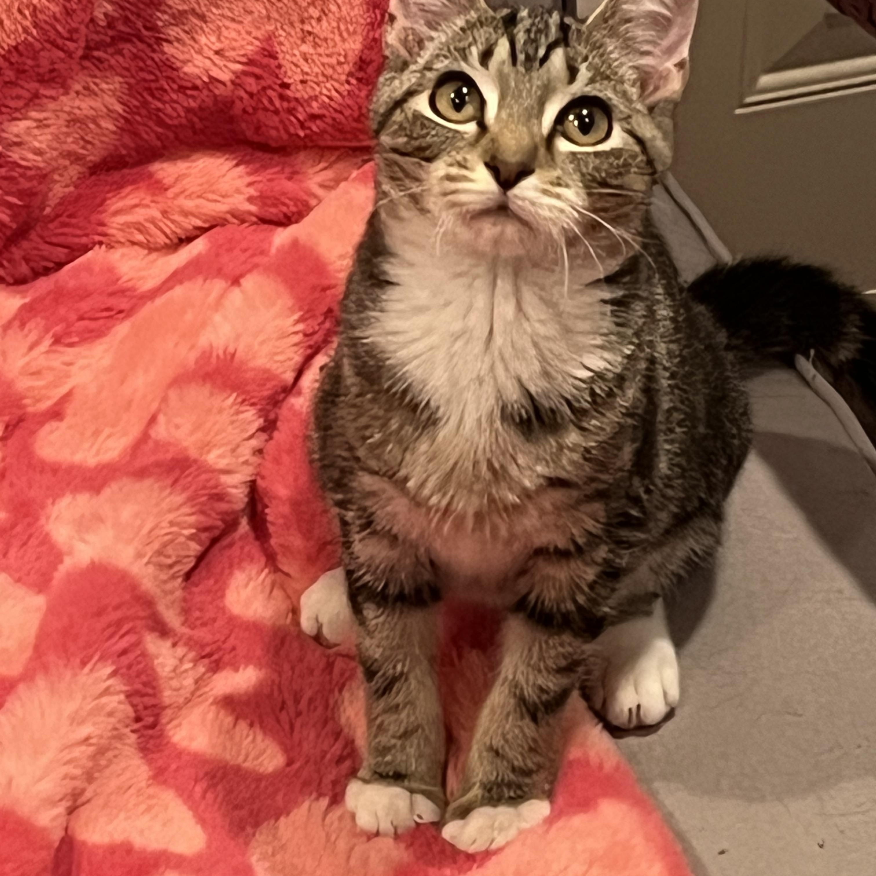 Mystique, Adoptable, Kitten Female Domestic Short Hair.