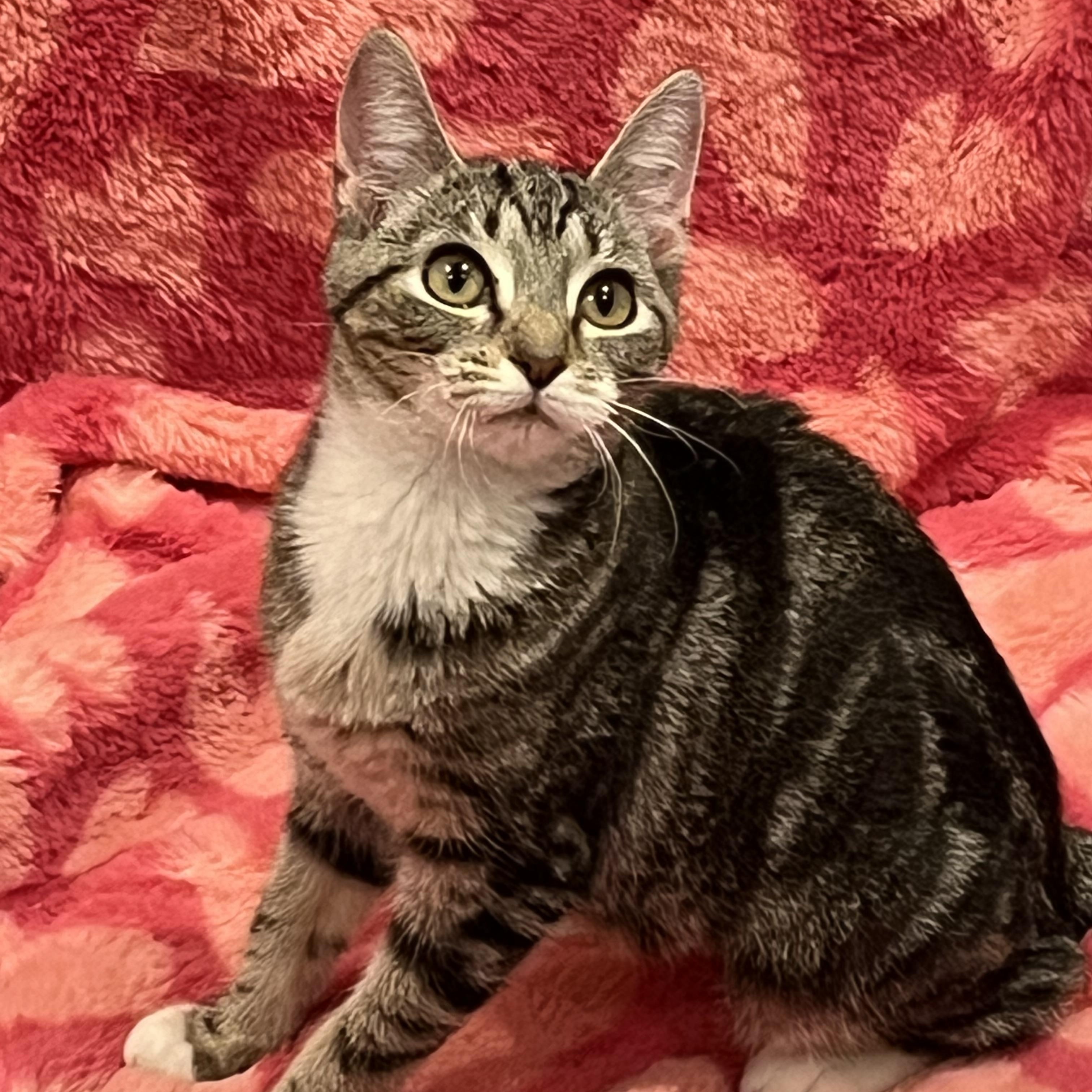 Enlarge Mystique, a Adoptable Domestic Short Hair in Bloomsburg, PA image 2/2