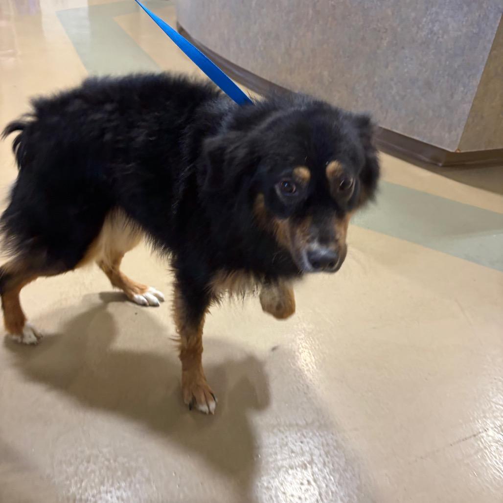 Gimli, Adoptable, Adult Male Mixed Breed.