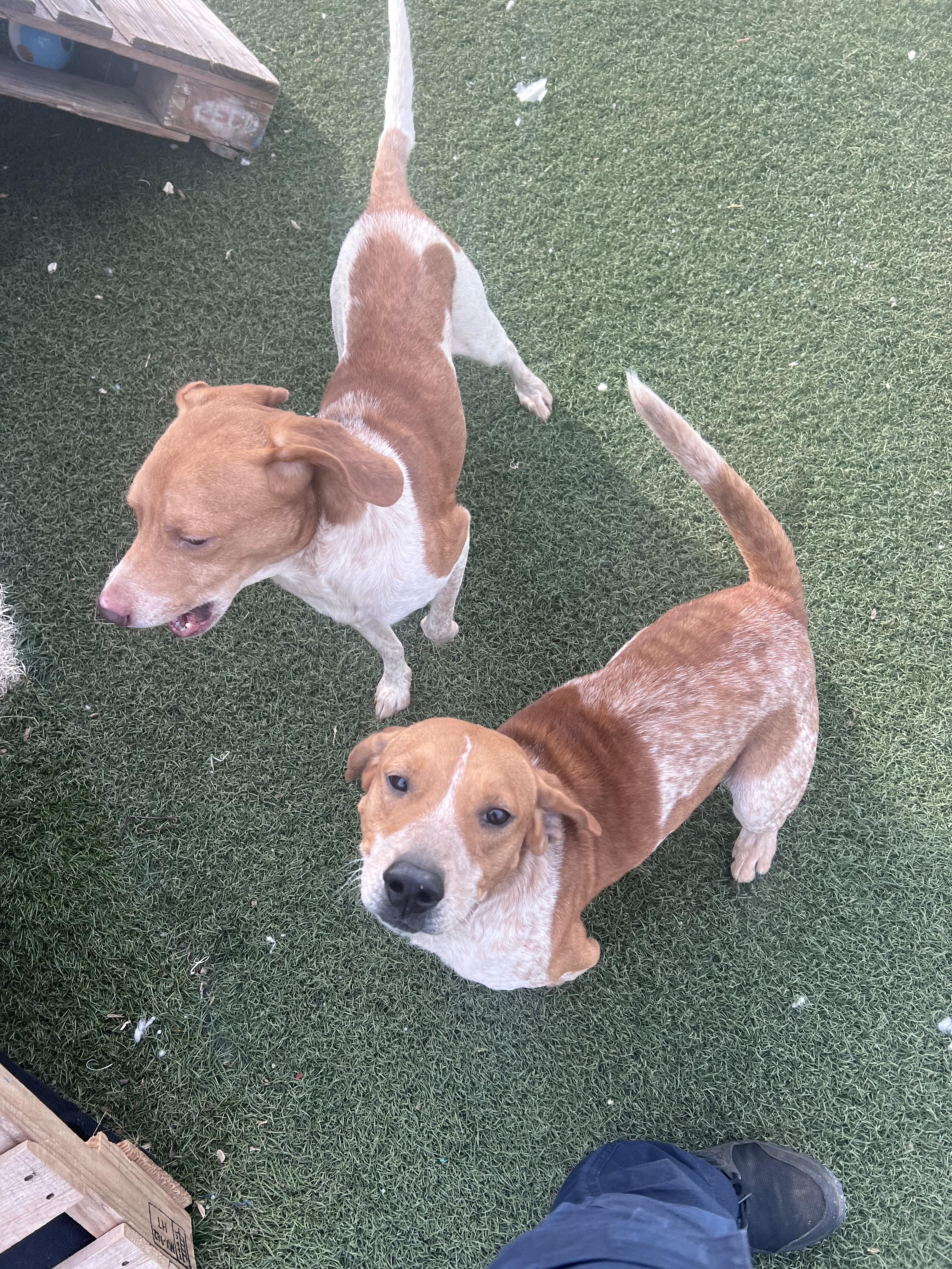 Enlarge Duncan and Donut, a ADOPTABLE mixed breed in Blanchard, OK image 1/3