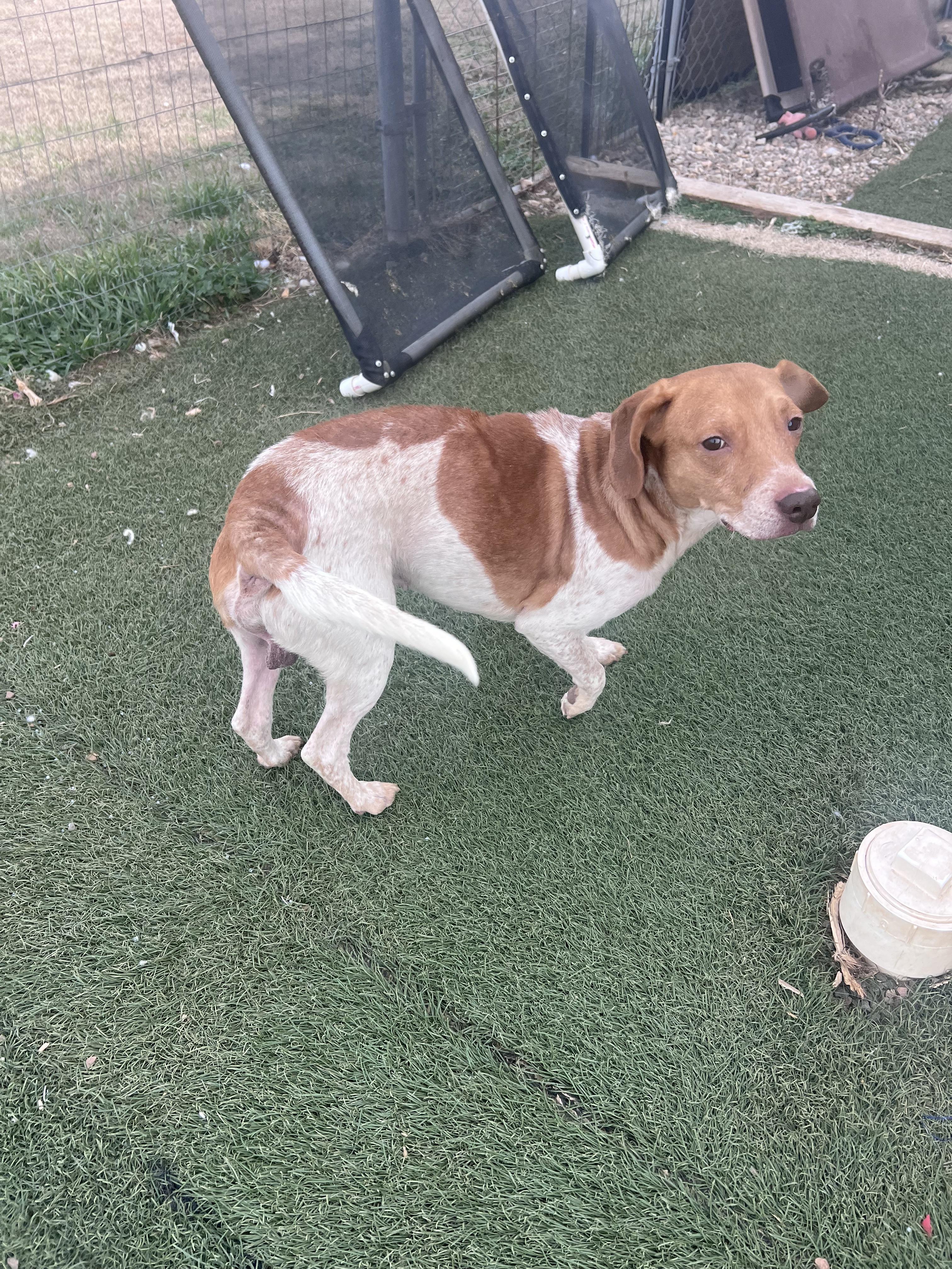 Enlarge Duncan and Donut, a ADOPTABLE mixed breed in Blanchard, OK image 2/3