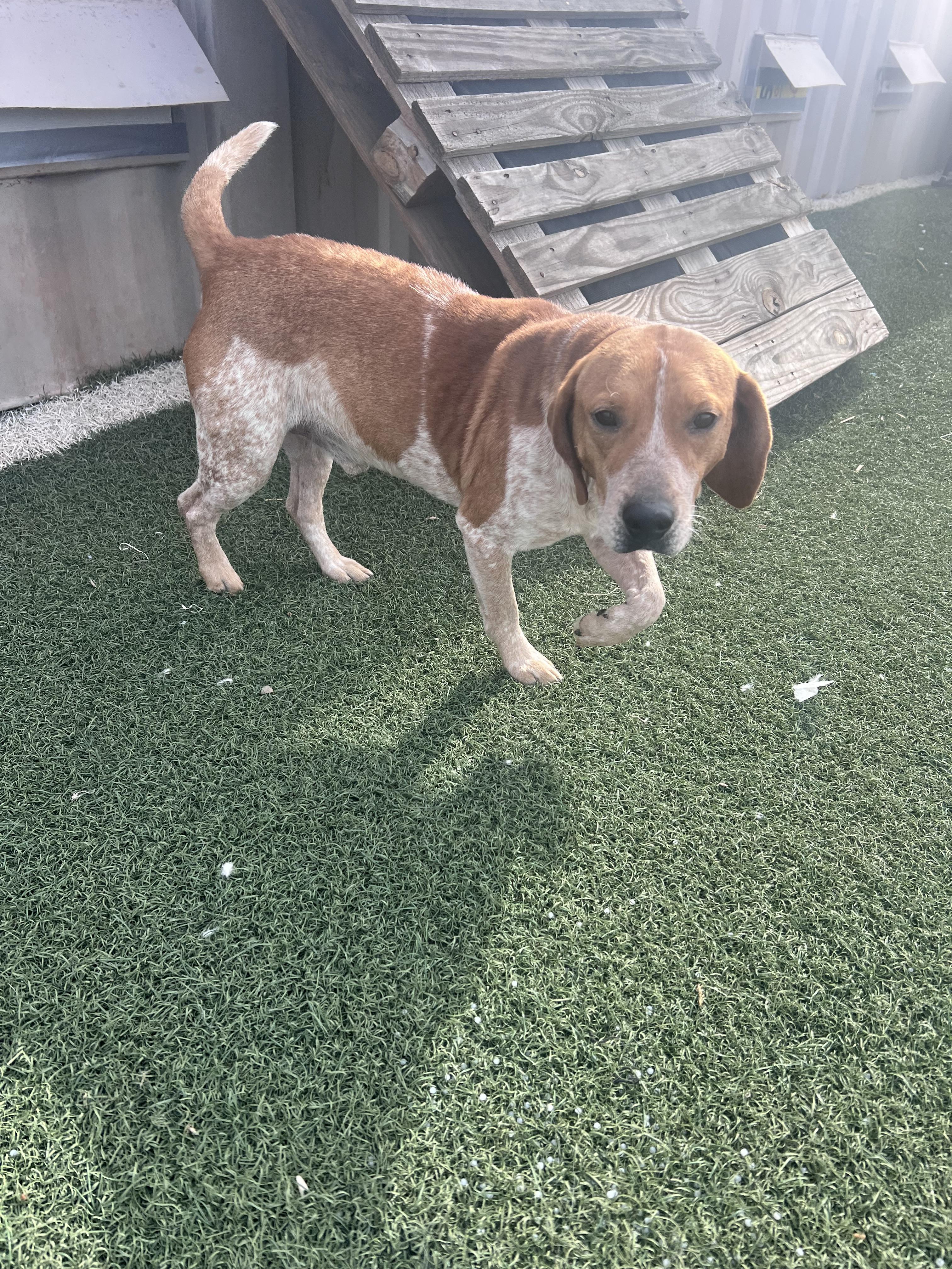 Enlarge Duncan and Donut, a ADOPTABLE mixed breed in Blanchard, OK image 3/3