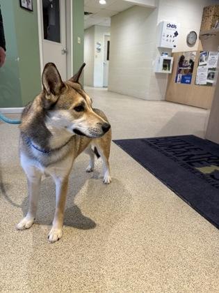Enlarge Nora, a Adoptable mixed breed in Harbor Springs, MI image 1/2