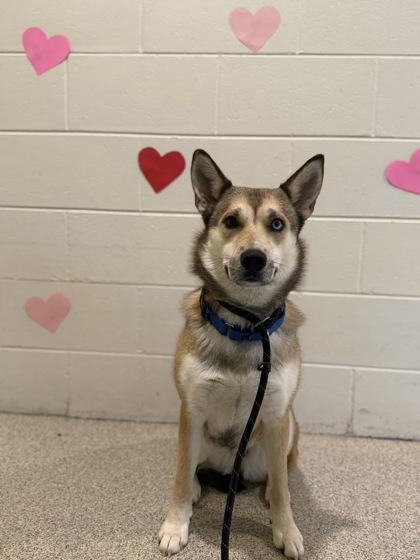 Enlarge Nora, a Adoptable mixed breed in Harbor Springs, MI image 2/2