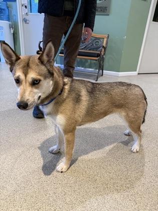 Nora, a Adoptable mixed breed in Harbor Springs, MI image 2/2